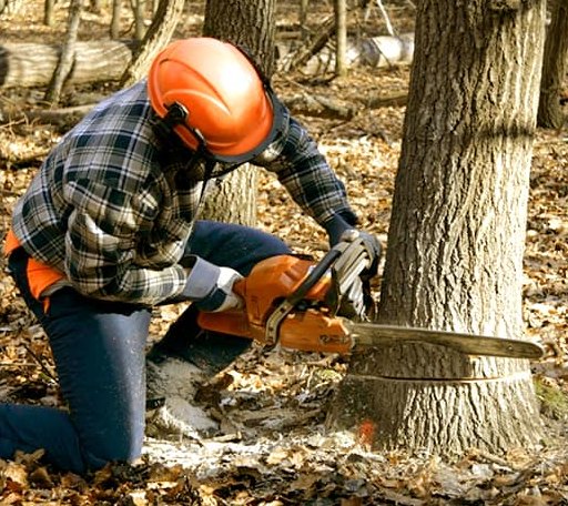 Tree Removal in Sterling, CT